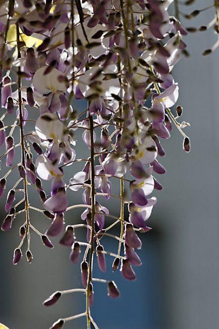 Jardin des Impressionnistes-001